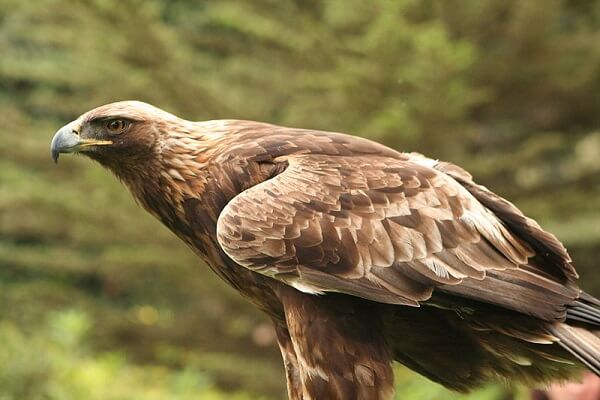 Alemania Animal Nacional