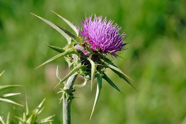 Scotland National Flower